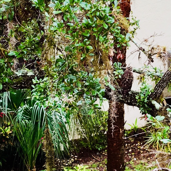 Meet your Posher, Matia. - Picture 3 of 8